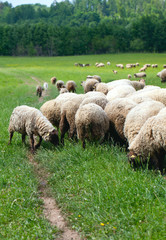 Herd of sheeps