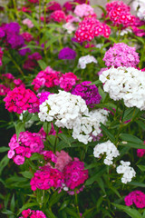 Flowerbed of Dianthus