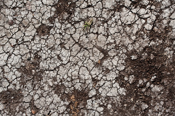 Dry land