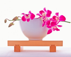 Pink orchid in a white pot , isolated on white background