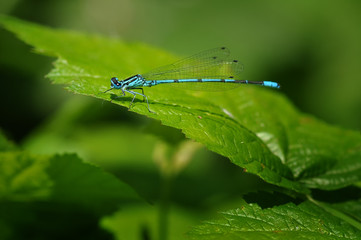 Dragonfly close up on the leaf.
