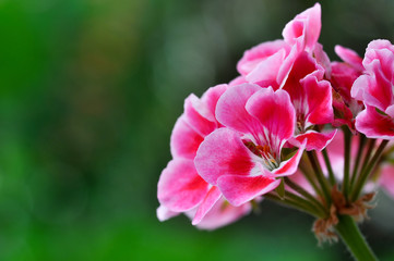 Fototapeta na wymiar Red geranium flower