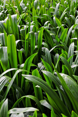 green leaf background