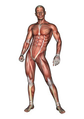 Male Anatomy Figure
