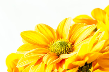 close-up chrysanthemum flower