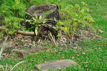 Beautiful landscaped yard and garden.