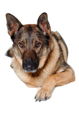 German shepherd dog on white background
