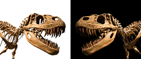 Fototapeta premium Szkielet Tyrannosaurus Rex na czarno-biały backgroun