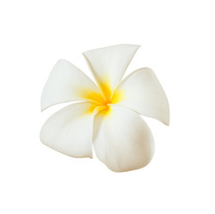 Plakat Biały kwiat frangipani