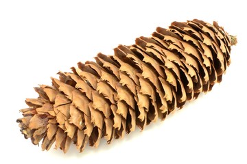 fir-cone © robert6666