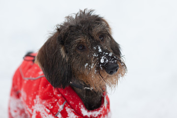 Cagnolino sulla neve © Gianfranco Bella