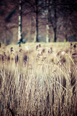 Autumn time in Park Swierklaniec, Poland.