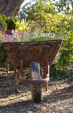 Vintage iron cart full of  flowers