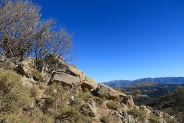 Trees amongst the rocks, Corsica