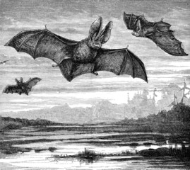 Long Eared Bats © Tony Baggett