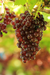 ripening red grape