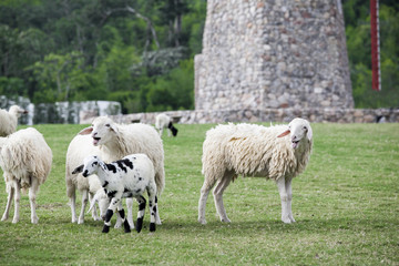 Herd of sheep walking on grass