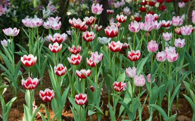 Tulips in the field