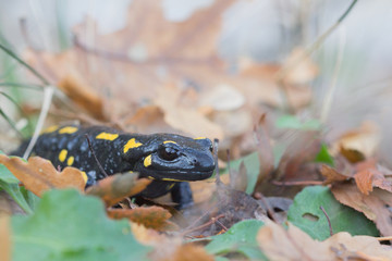 Nice Fire Salamander