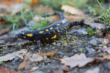 Yellow-black Fire Salamander