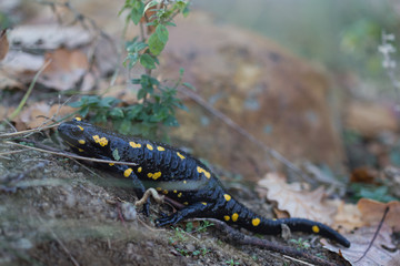Crawling Fire Salamander