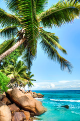 Obrazy na Szkle  tropikalna plaża z palmami