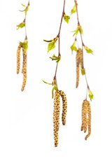 Silver birch isolated
