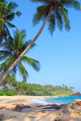 beach with coconut palm trees
