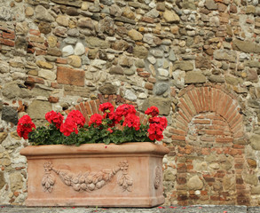 red geranium flowers in elegant  ceramic box
