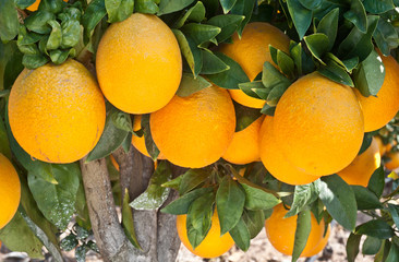 orange tree