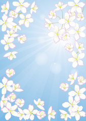 Obraz na płótnie Canvas Cherry blossom on a background of blue sky meat