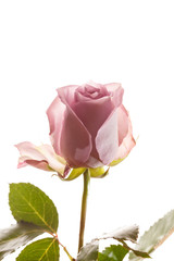 beautiful rose
