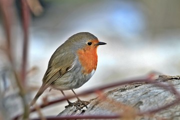 bird