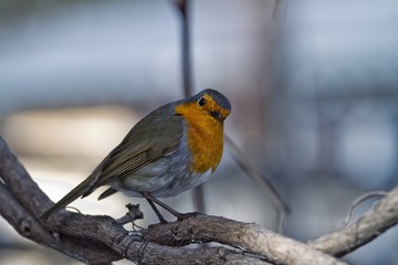 bird