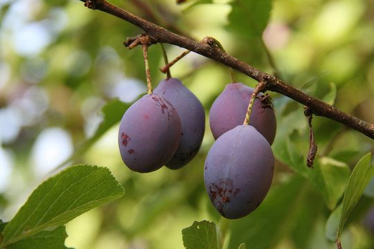 prunes