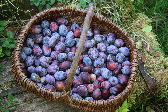 prunes