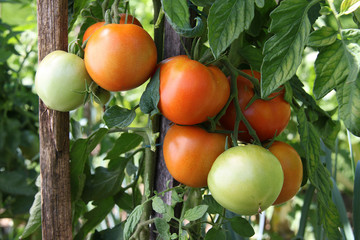 Tomates