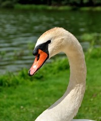 close view of white swan
