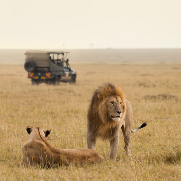 Fototapeta African lion couple and safari jeep