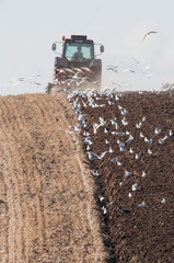 Fototapeta premium Ploughing in autumn