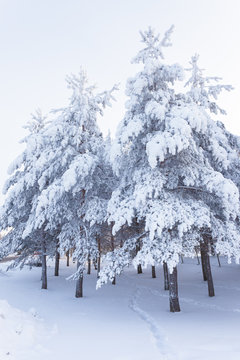 Trees full of snow