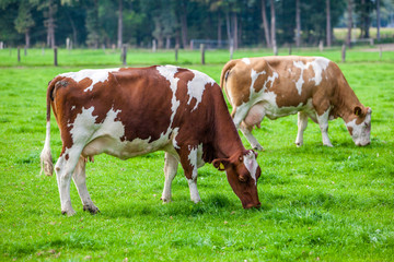 Fototapeta na wymiar krowy na łące