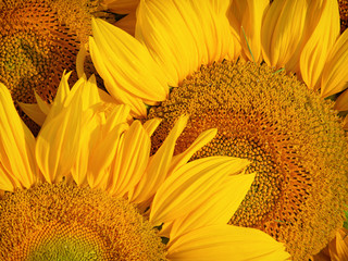 sunflowers macro