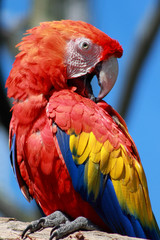 Close-up of Scarlet Macaw parrot perched on a branch