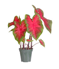Small potted caladium plant ready for transplanting into a garde