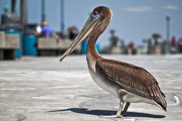 American pelican standing on a pier
