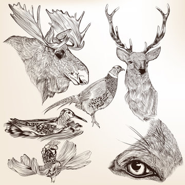 Collection of vector hand drawn animals for design