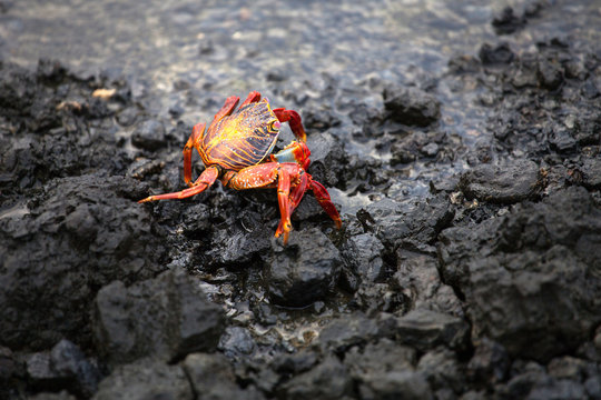 Galapagos crab, Galapagos Islands, Ecuador