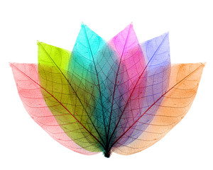Color leaves abstract shape on white background.