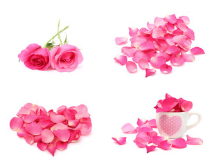 Rose and petal isolated on white background